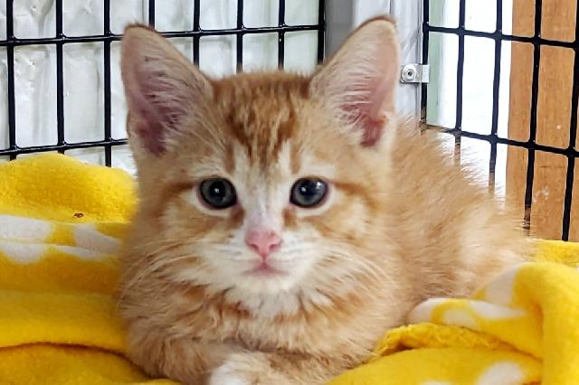 My name at SAFE Haven was Throckmorton and I was adopted!