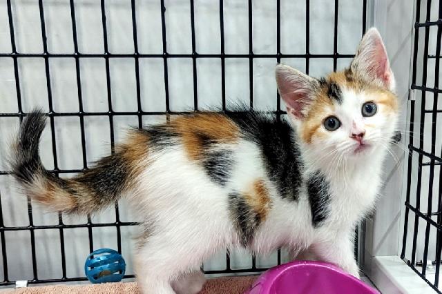 My name at SAFE Haven was Sippy and I was adopted!
