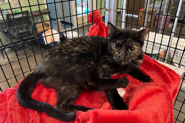 My name at SAFE Haven was Rose Water and I was adopted!