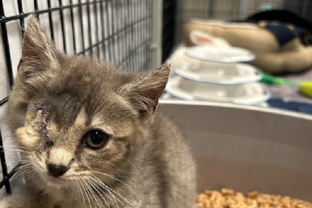 My name at SAFE Haven was Smol Fry and I was adopted!