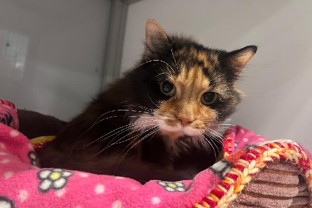 My name at SAFE Haven was Spicy Tuna Roll and I was adopted!