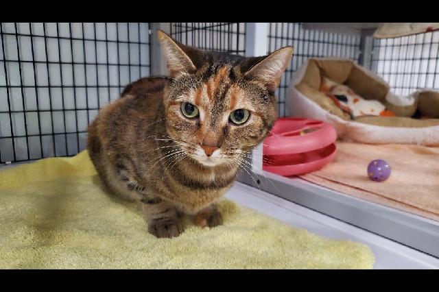 My name at SAFE Haven was Sesame Seed Bagel and I was adopted!