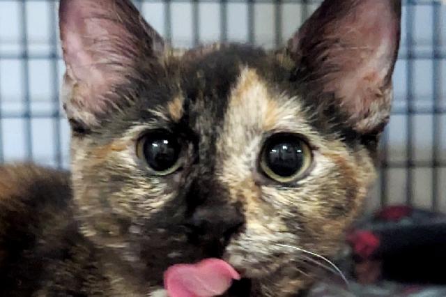 My name at SAFE Haven was Cardinal and I was adopted!
