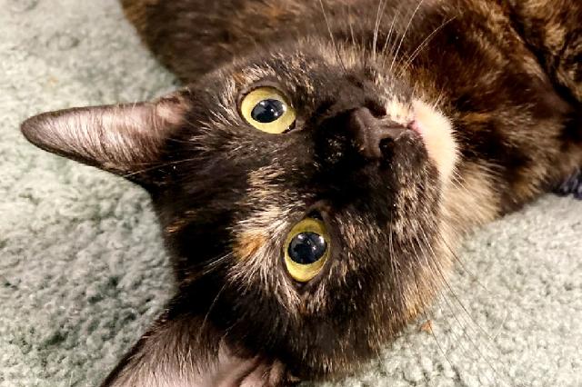 My name is Mama Pizza Hut and I am ready for adoption. Learn more about me!