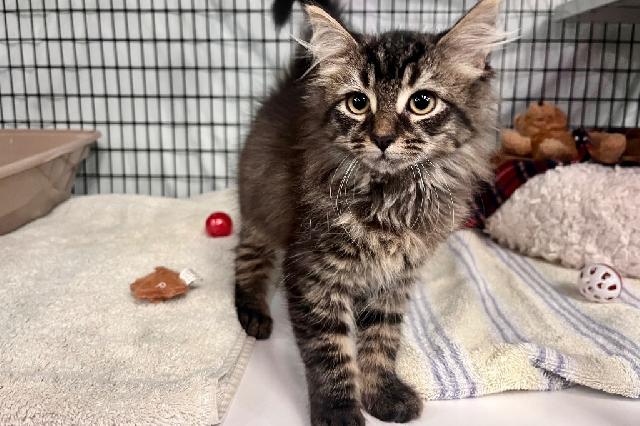 My name at SAFE Haven was Shannon and I was adopted!