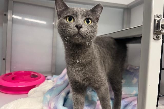 My name at SAFE Haven was Chiffon and I was adopted!