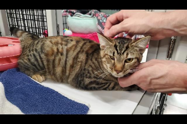 My name at SAFE Haven was Corndog and I was adopted!