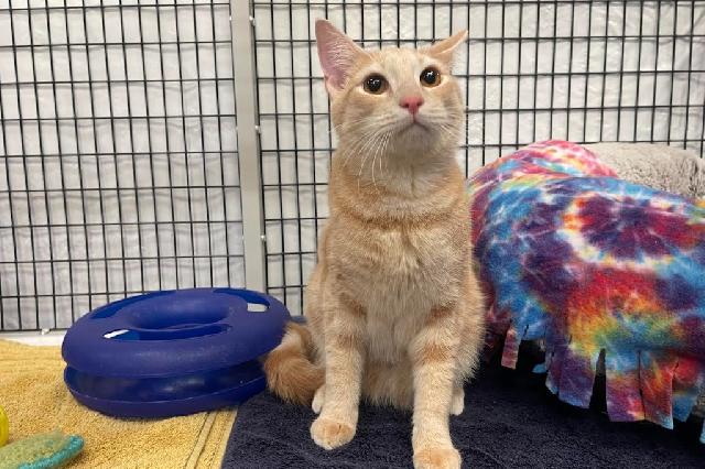My name at SAFE Haven was Cheezit and I was adopted!