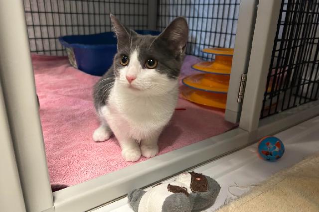 My name at SAFE Haven was Misty Moo and I was adopted!