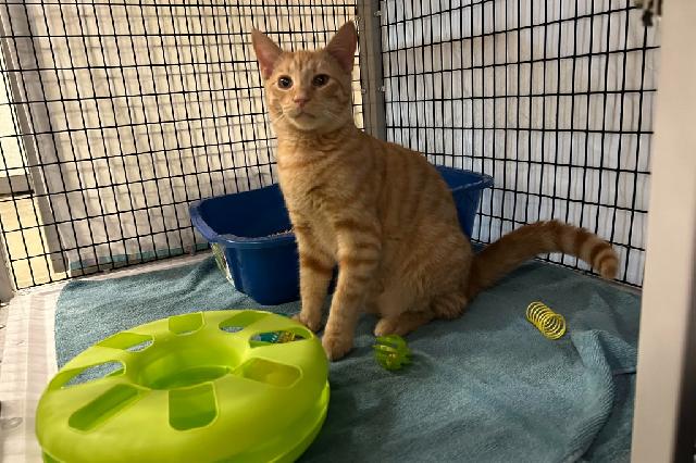 My name at SAFE Haven was Jelly Roll and I was adopted!