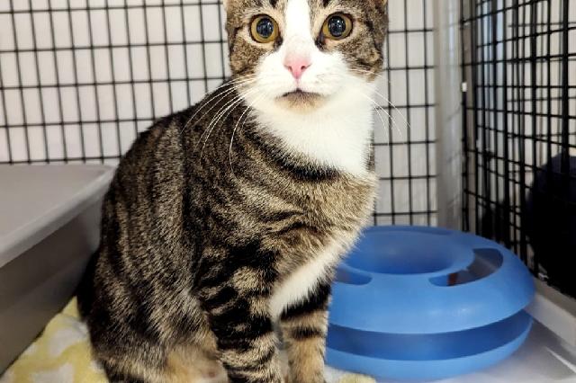 My name is Loop-de-Loop and I am ready for adoption. Learn more about me!