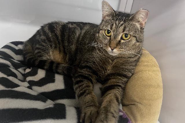 My name at SAFE Haven was Bertrude and I was adopted!