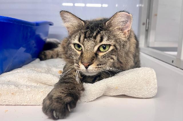 My name at SAFE Haven was Sif and I was adopted!