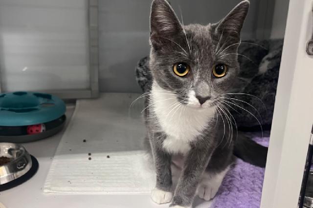 My name at SAFE Haven was Mia and I was adopted!