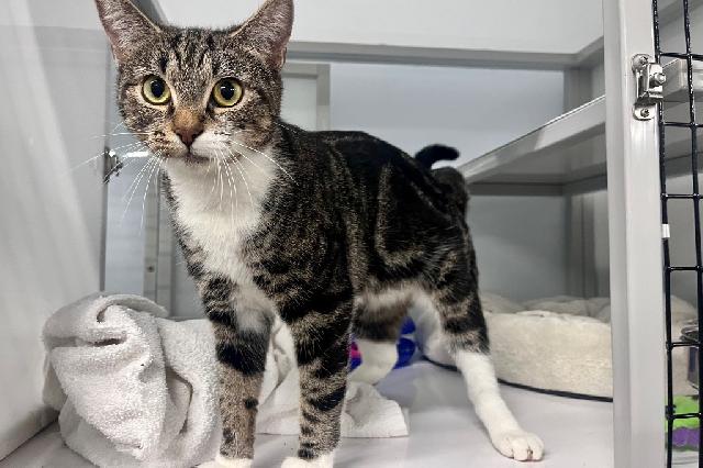 My name at SAFE Haven was Meesha and I was adopted!