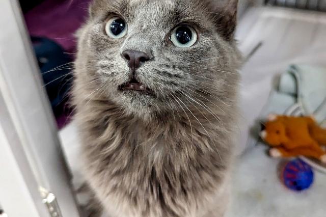 My name at SAFE Haven was Ribosome and I was adopted!