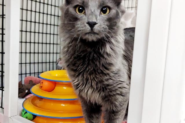 My name at SAFE Haven was Mitochondria and I was adopted!
