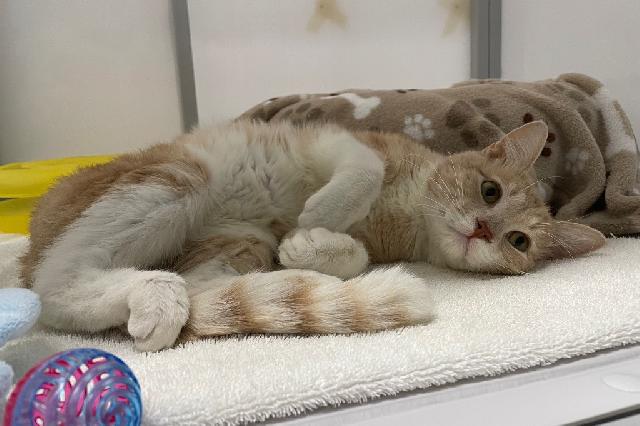 My name at SAFE Haven was Mooris and I was adopted!
