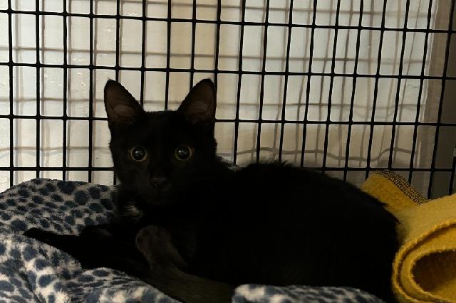 My name at SAFE Haven was Soots and I was adopted!