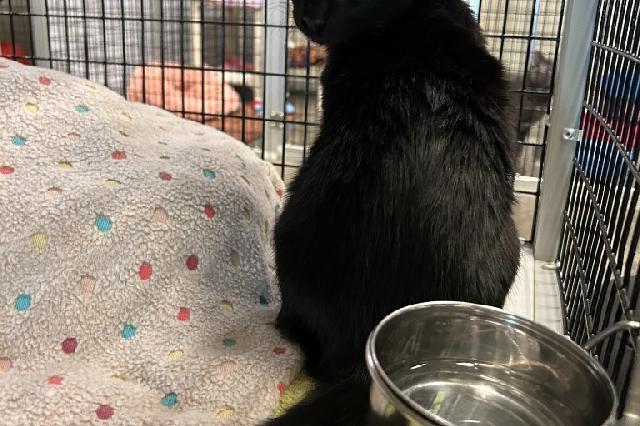 My name at SAFE Haven was Night Vision and I was adopted!
