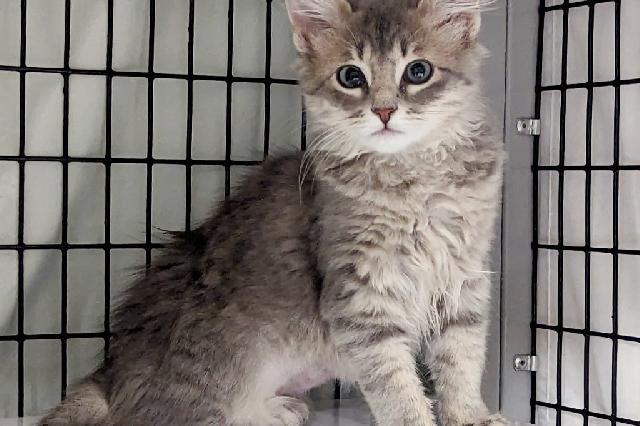 My name at SAFE Haven was Celesteen and I was adopted!