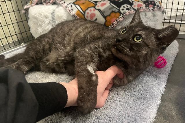 My name at SAFE Haven was Sir Marbles and I was adopted!
