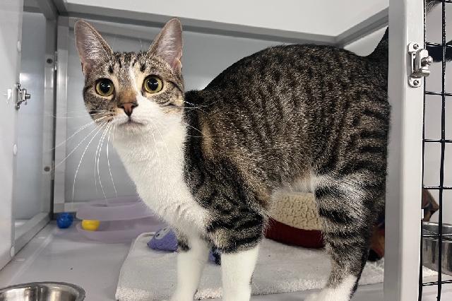 My name at SAFE Haven was Yuzu and I was adopted!