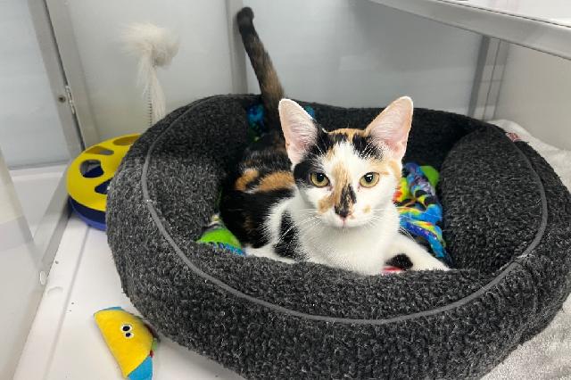My name at SAFE Haven was Sax and I was adopted!
