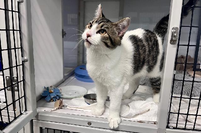 My name at SAFE Haven was Olipurr and I was adopted!