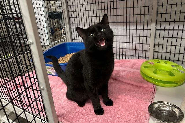 My name is Gazou and I am ready for adoption. Learn more about me!
