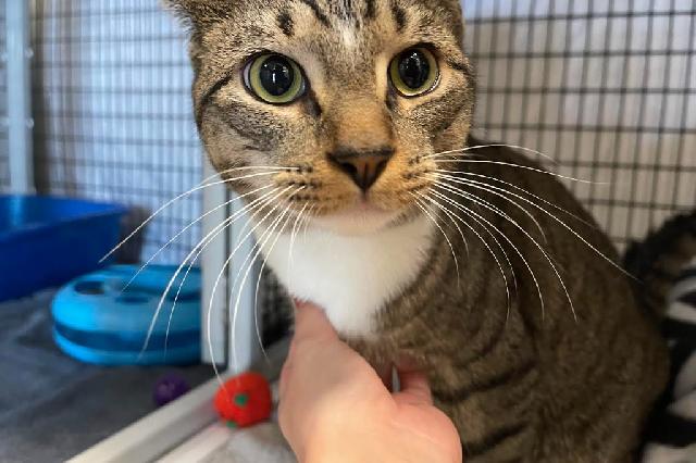 My name at SAFE Haven was Luca and I was adopted!