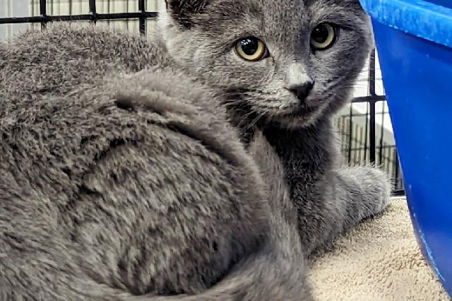 My name at SAFE Haven was Venmo and I was adopted!