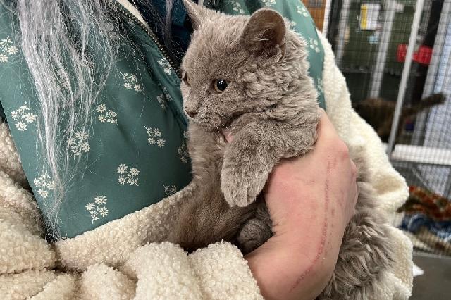 My name at SAFE Haven was Duolingo and I was adopted!