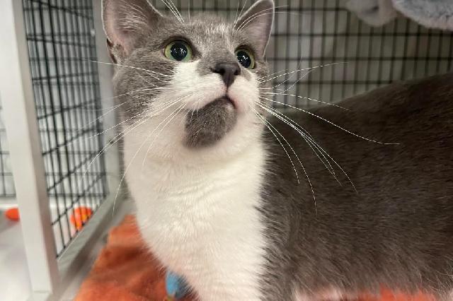 My name at SAFE Haven was Cloud and I was adopted!