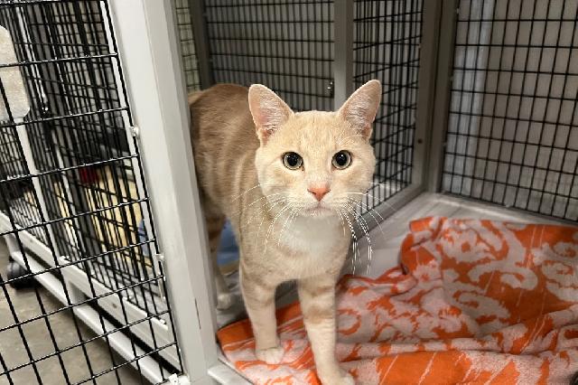 My name is Mac-N-Cheese and I am ready for adoption. Learn more about me!