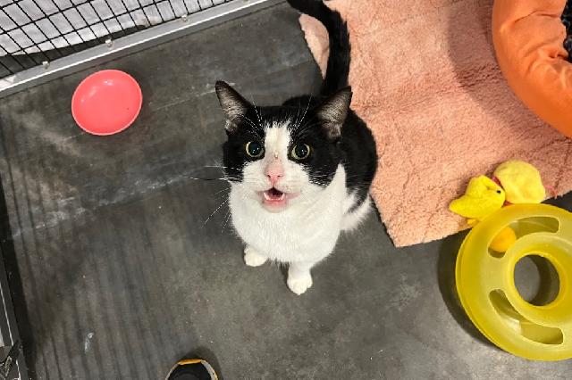 My name at SAFE Haven was Moon Pie and I was adopted!