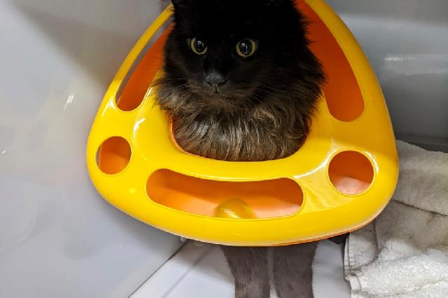 My name at SAFE Haven was Peter Pringle and I was adopted!