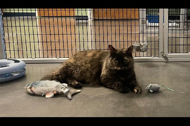 My name at SAFE Haven was Deana and I was adopted!