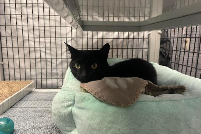 My name at SAFE Haven was Meadoe and I was adopted!