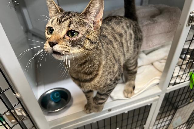 My name is Spoticus and I am ready for adoption. Learn more about me!