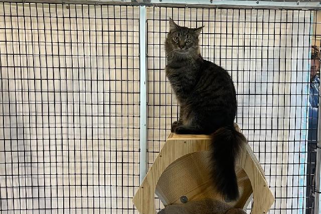 My name at SAFE Haven was Beef Stew and I was adopted!
