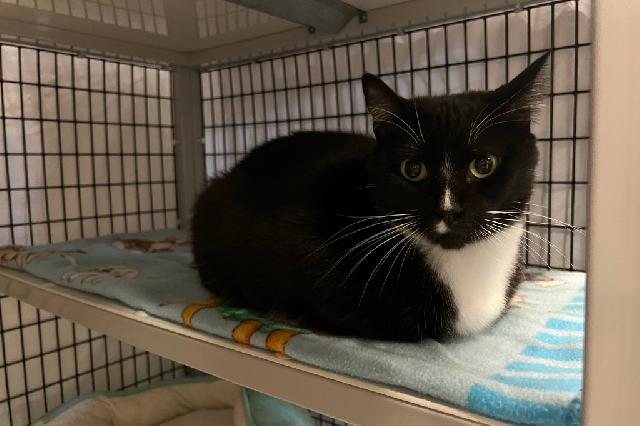 My name is Care Bear and I am ready for adoption. Learn more about me!