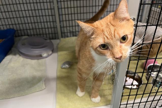 My name at SAFE Haven was Lobster Paw and I was adopted!