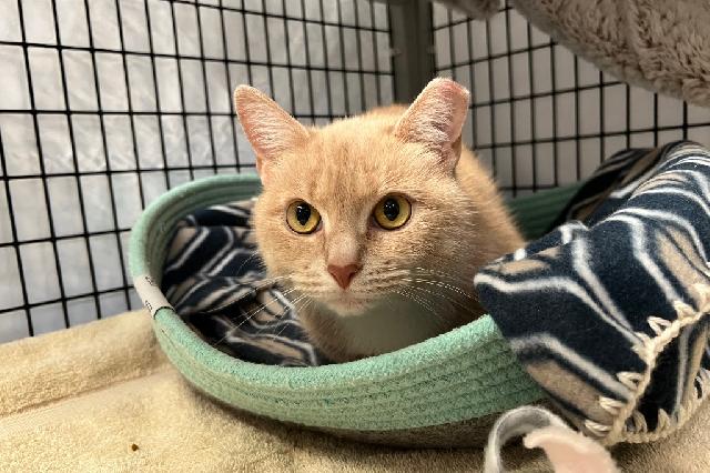 My name is Neena and I am ready for adoption. Learn more about me!