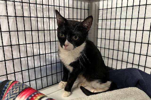 My name at SAFE Haven was Morty and I was adopted!