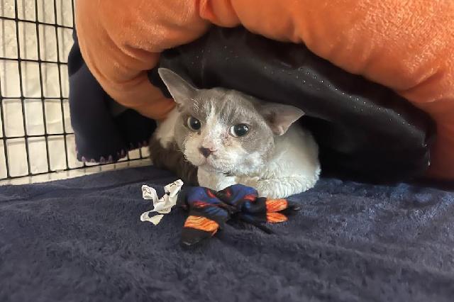 My name at SAFE Haven was Alphonse and I was adopted!