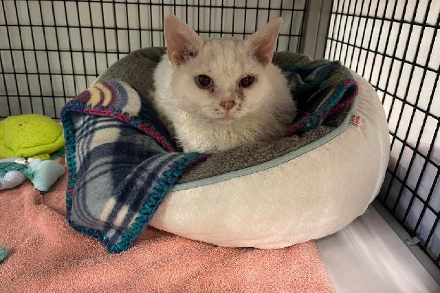 My name at SAFE Haven was Fergie and I was adopted!