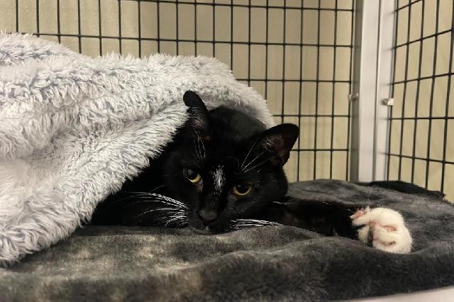My name at SAFE Haven was Instapot and I was adopted!