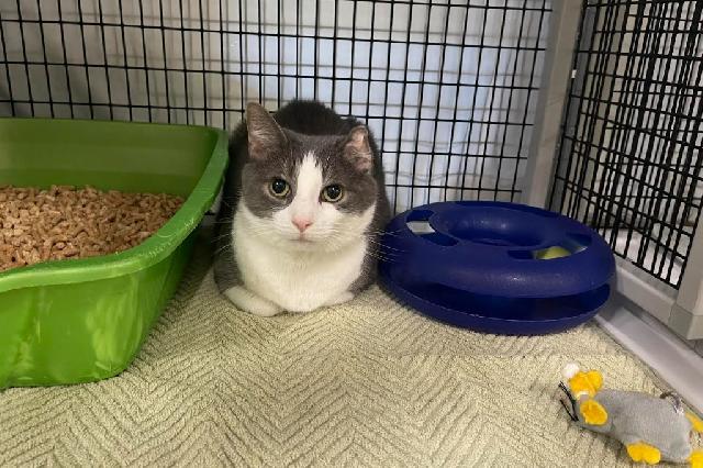My name is Rice Cooker and I am ready for adoption. Learn more about me!