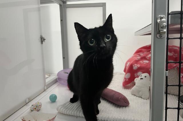My name at SAFE Haven was Kuromi and I was adopted!